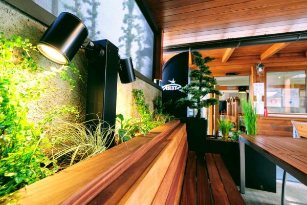 Brunarica stern (17) P25